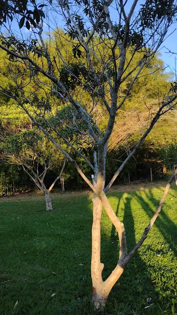 Camping Canarinho - Image 2