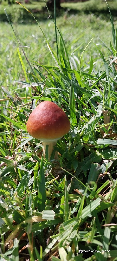 Ecocamping Jacaré - Image 5