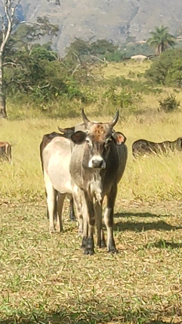Camping e Piscinas Naturais Quintal da Canastra - Image 2