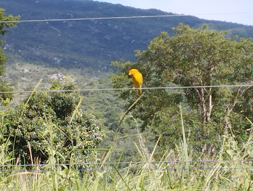 Sítio Azevedo - Curimataí MG - Image 4