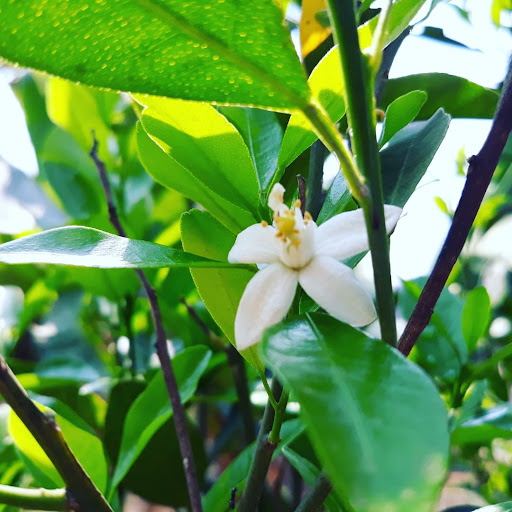 Abrigo Base - Image 2