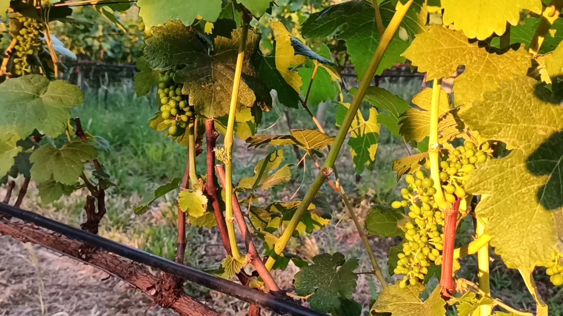 Cachoeira do Girassol - Image 5