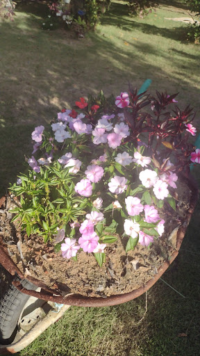 Camping do Lelê - Image 4