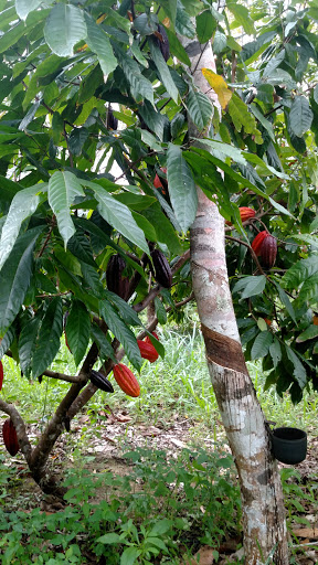 Fazenda Cupido e Refúgio (Cacau, Cocoa, Chocolate, Camping) - Main Image