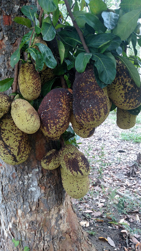 Fazenda Cupido e Refúgio (Cacau, Cocoa, Chocolate, Camping) - Image 3
