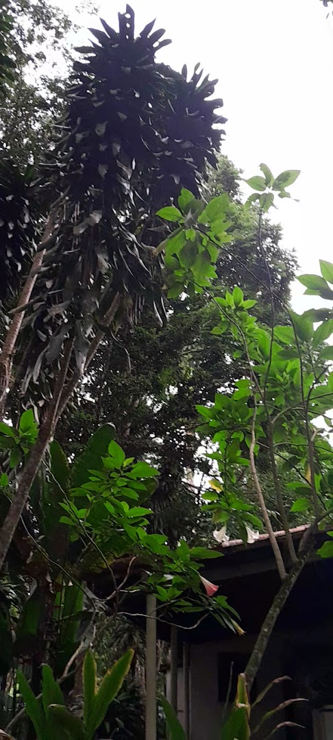 Alto da Serra - Image 2