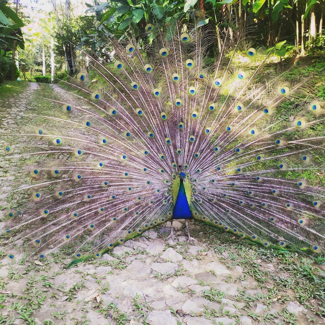 Alto da Serra - Image 5