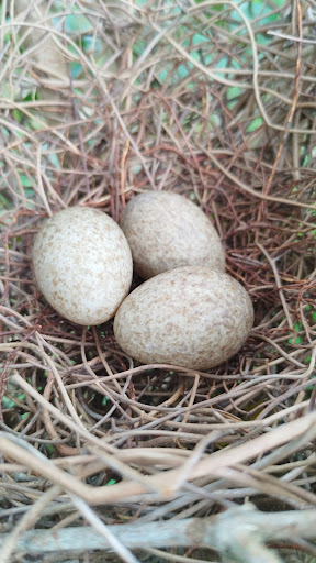 Sítio Ispinho e Fulô - Main Image