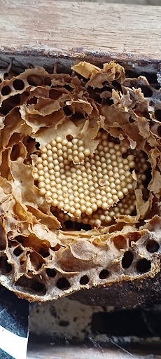 Vale das Rainhas - Image 3