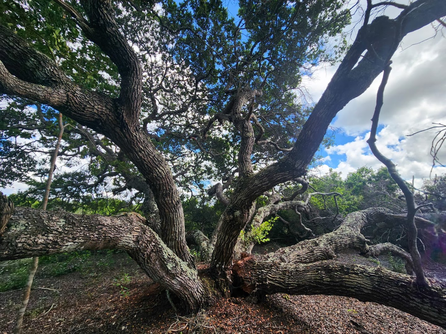DOCE SERTÃO- Residencial - Image 3