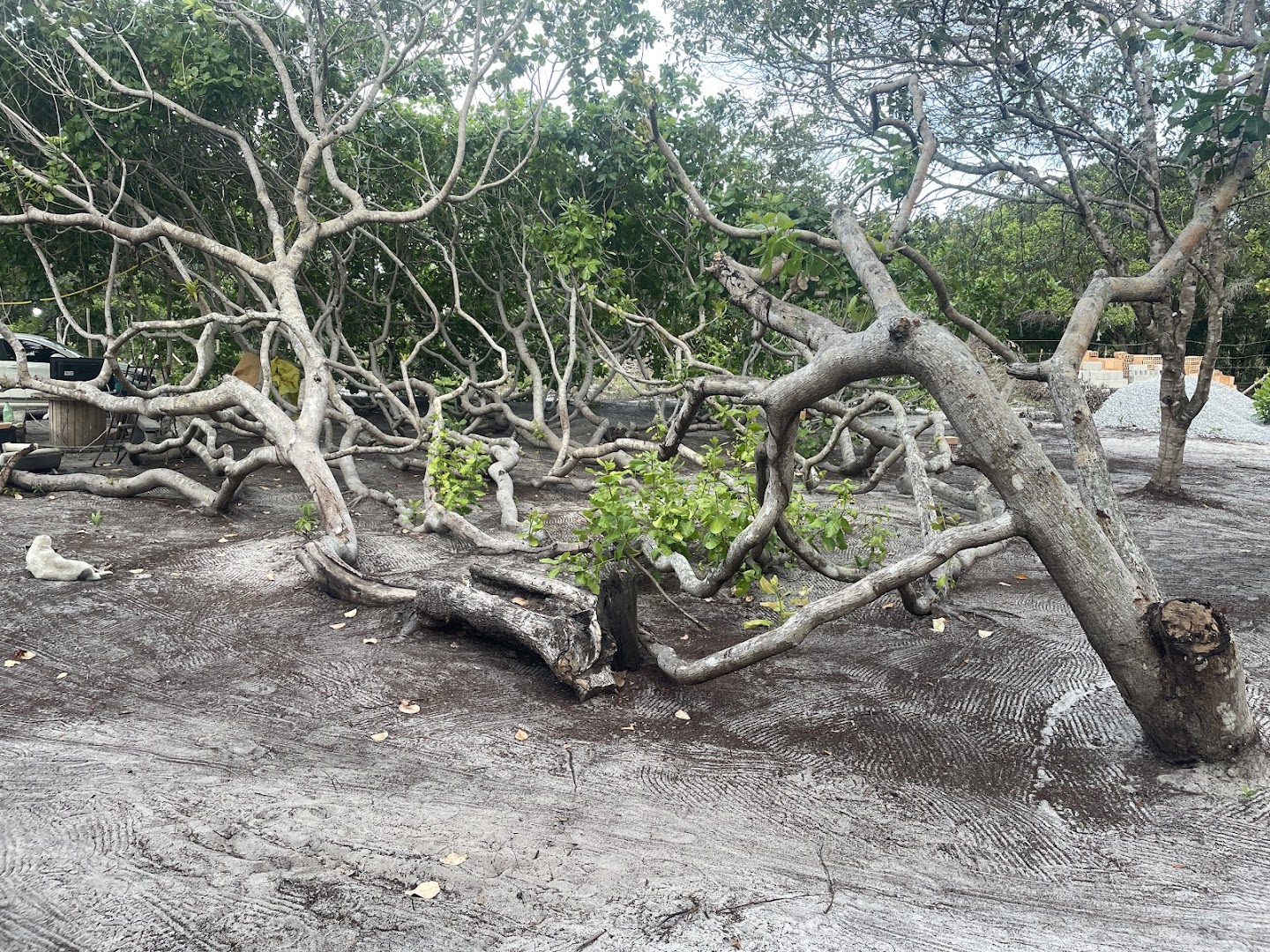 Camping do cajueiro - Image 5