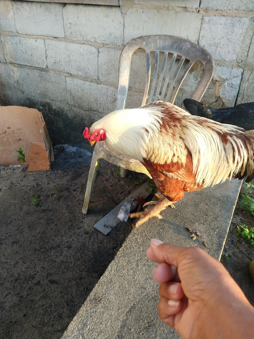 Fazenda camping família oascke - Image 3