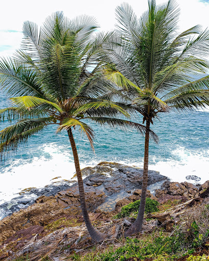 Camping Cactus - Image 4