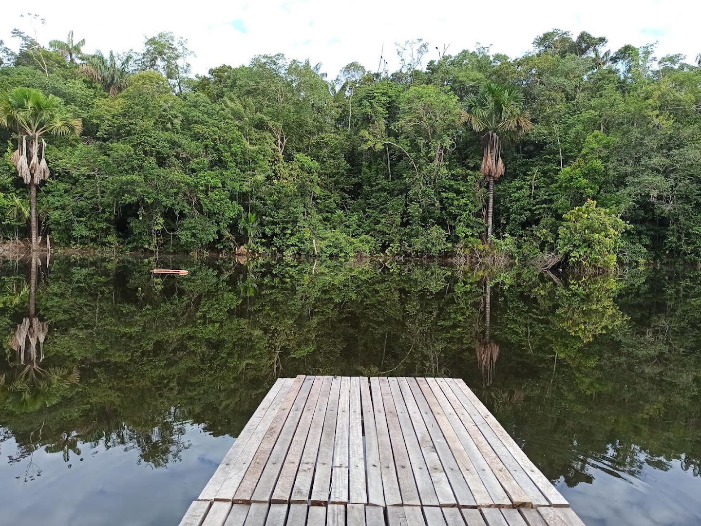 EcoForest Adventure - Main Image