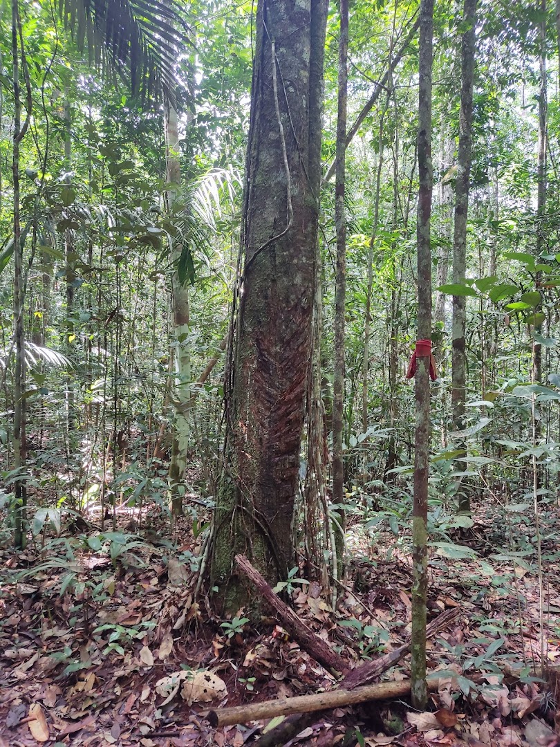 EcoForest Adventure - Image 4