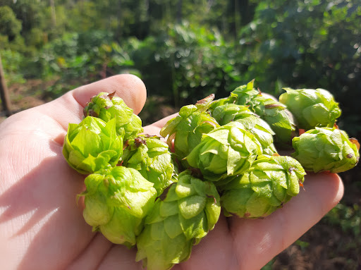 Camping Rústico Acolina - Image 2