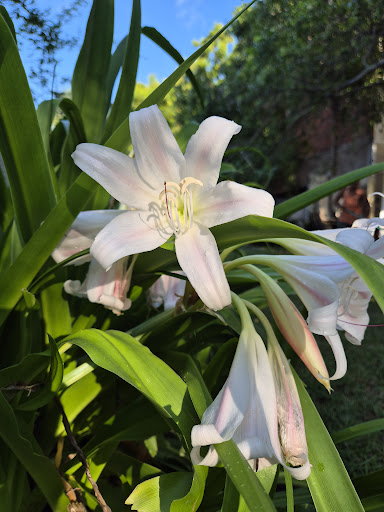 Gostoso Camping - Image 4