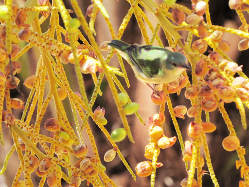 Camping do Lito Itaúnas - Image 2